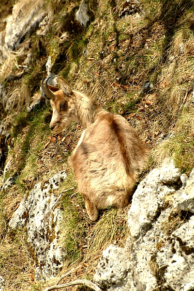 Camoscio d''Abruzzo Rupicapra pyrenaica ornata